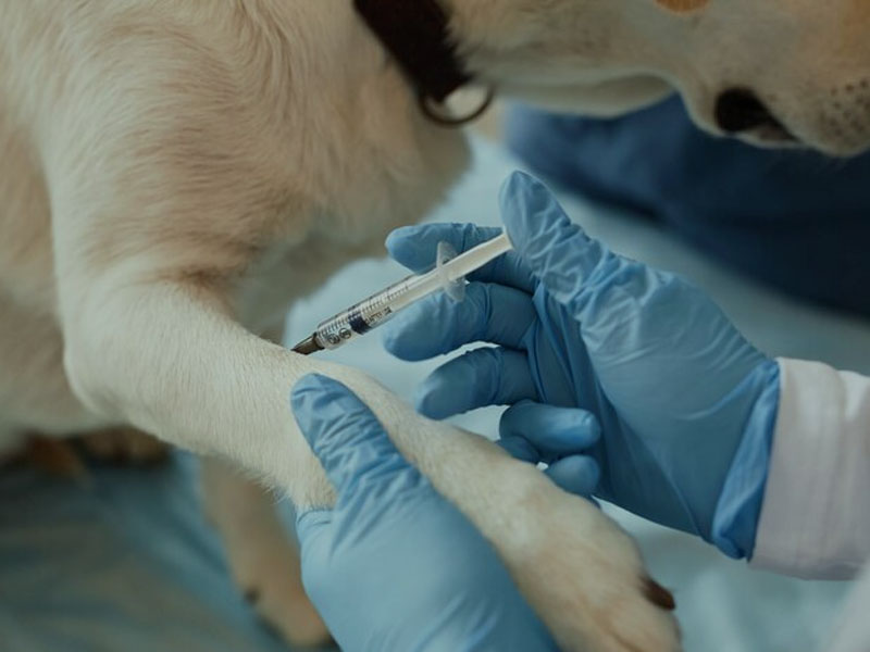 AIM Vaccine publica los últimos datos preclínicos de la vacuna contra la rabia de ARNm en 